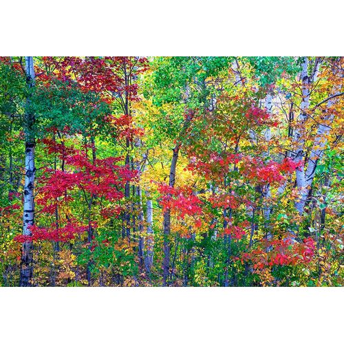 Gulin, Sylvia 아티스트의 USA-New Hampshire-Gorham-Fall colors with grove of White Birch and Maple trees작품입니다.